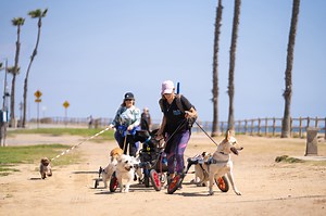 31K views · 1.9K reactions | Thirteen disabled dogs, once cast aside...