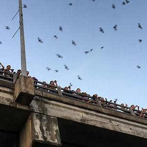 The Bat Bridges of Austin, Texas | Urban Nature
