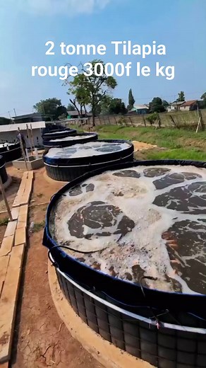 1.1M views · 10K reactions | #elevage #pisciculture #agriculture #tilapia #entrepreneur #aquaculture #agro | Youlia fish international | Facebook