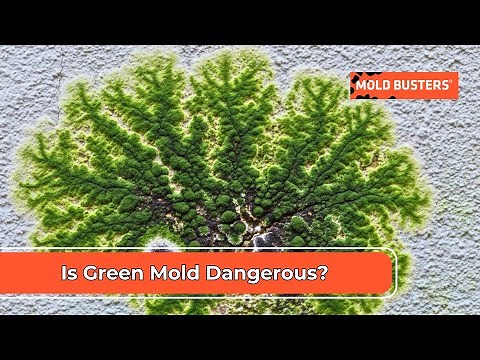 Is Green Mold Dangerous?