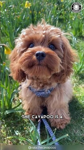 Cavapoo 🐶 The Cavalier + Poodle Mix!