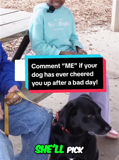 Bad Day? Your Dog Still Loves You 🐾❤️ Bad report card, rough day, tears or stress — your dog doesn’t care. They just love you anyway. 🥹🐶