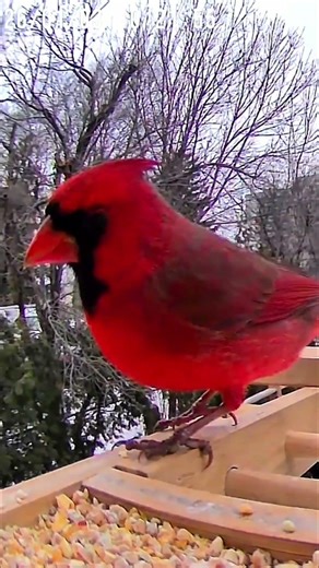 Cardinal Refuses to Leave During Snowstorm #wildlife #shorts #amazing
