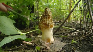 Tips for finding morel mushrooms