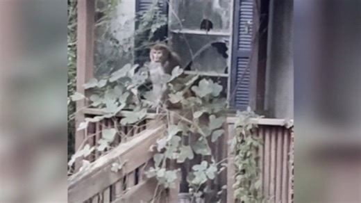 2nd escaped monkey fatally shot, leaving 1 monkey still on the loose after Mississippi crash