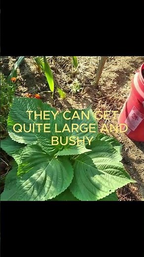 This Asian herb spreads faster than weeds #permaculture #shiso