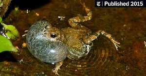 A Twist to How a Túngara Frog Finds Her Prince