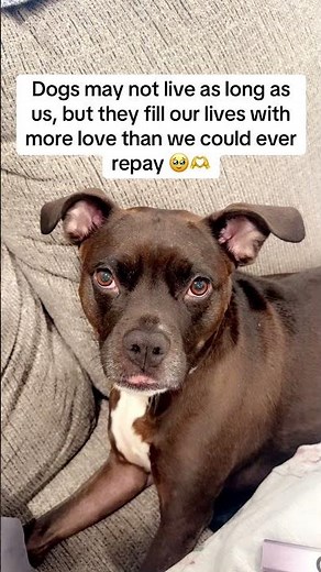 Dogs: making humans better since forever.🫶 #doglover #dogsofyoutube