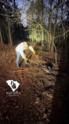 Grey Fox on this Monday morning. #blackwatertrappingsupply #tightchains #varmintvise #mbtraps #duketraps