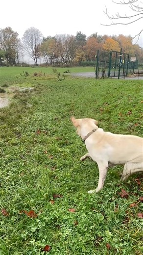 Mr H’s blooper reel 🤣 | Dondering Dogs and Pet Sitting