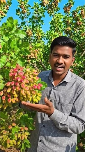 Amazing Pistachio Farm Harvest 🌿 | Fresh Pistachios on Trees!