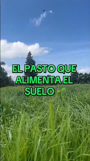 The grass that nourishes the soil.