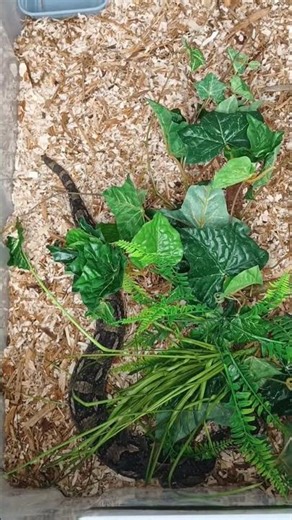 Puff Adder one of the fastest striking snakes on the planet