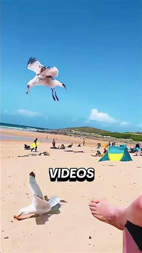 Why Seagulls Steal Food From Humans