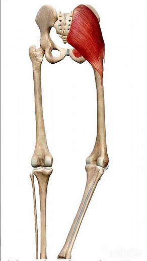 Hip lateral rotation