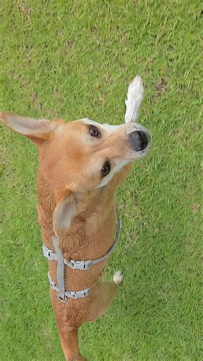 오늘은 여름이랑 기절하는 날 #puppy #dog #강아지 #いぬ #xiaogou #행복 #happy