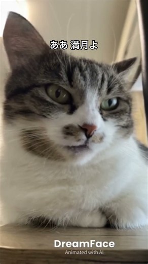 #イヨマンテの夜 #伊藤久男 #cat #猫のいる暮らし #歌 #歌詞有 #昭和歌謡 #catvideos