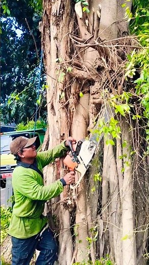 Woodcutter Skill Technique Cutting Down Giant Trees #woodworking #woodcutting