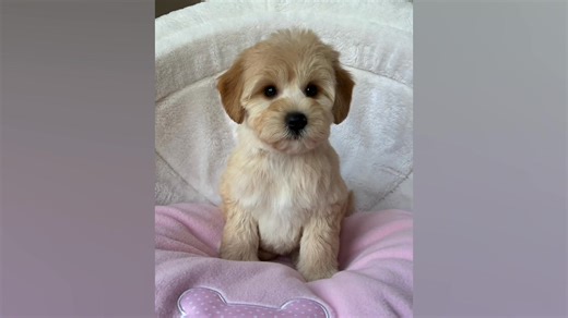 A few more final pics of our Miniature Schnoodle puppies now they’ve all left the pack, no more expected until next winter. 🥹🐾🌈 | Wowzers Schnauzers, Poodles & Schnoodles