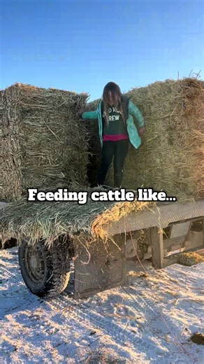 Feeding Cattle Costs: Understanding Livestock Investment