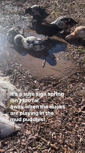 13K views · 84 reactions | What signs of spring are you looking...