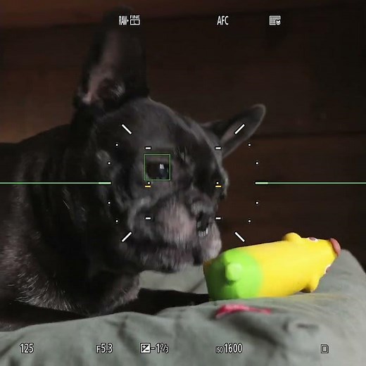 LUMIX S9ユースケースムービー 撮る喜びも、持つ喜びも。～ペット編スクエア15秒～【パナソニック公式】