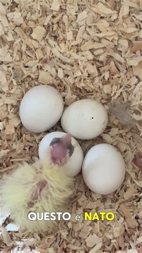 Newborn Cockatiel
