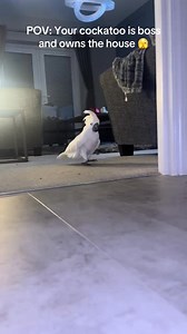 79K views · 2.5K reactions | #cockatoo #parrotslover #parrots #birds | Cockatoo Daily | Facebook