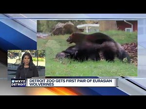 Detroit Zoo welcomes new baby wolverines from Sweden