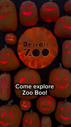 Only two weekends left of Zoo Boo at the Detroit Zoo! 🎃 Enjoy festive decor, treat stations, circus performers, pumpkin carving and more. Don’t miss out — tickets are going fast! ✨ Upgrade your experience by adding the delicious buffet or other festive add-ons for extra Halloween fun! 👉 https://ow.ly/6QY950Xc2GO #ZooBoo #DetroitZoo #HalloweenFun Zoo Boo is presented by Corewell Health Children's. | Detroit Zoo