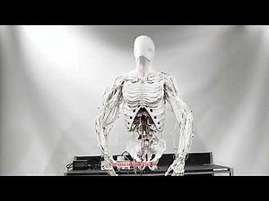 Protoclone: The First Musculoskeletal Robot That Moves Like a Human (Latest Update)