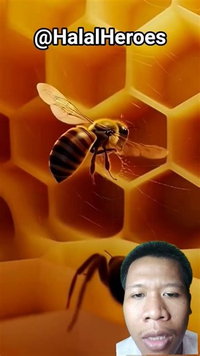 spider vs bee!? HalalHeroes