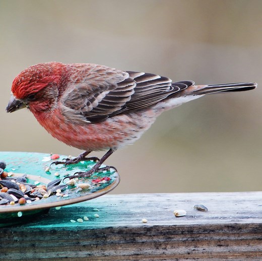 9 EASY Steps to Clean Your Bird Feeders (Don't forget #8!)