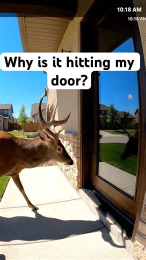 Why is it hitting my door? #archivefootage