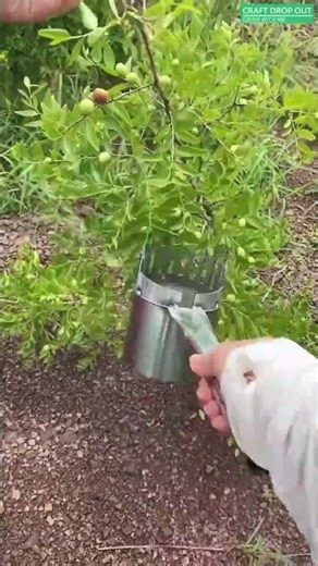 🍈🧺 Handheld Jujube Picker for Faster Harvesting