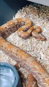 VPI IMG Sunglow Jungle poss het Specter #snakecountry #vpiimgsunglowjungle #vpiimg #vpiimgboa