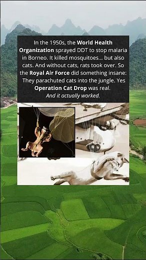 When the Military Parachuted Cats Into a Jungle 🪂🐈