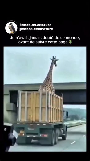 ÉchosDeLaNature | Savais-tu que les girafes peuvent avoir un cou atteignant jusqu’à 2 mètres de long, mais que cette structure imposante devient extrêmement... | Instagram