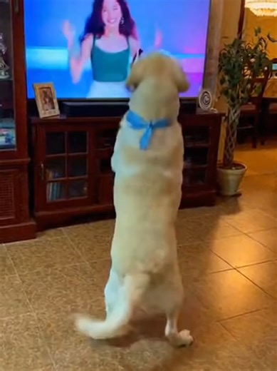 Dancing Dogs Compilation