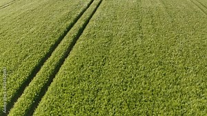 Aerial view of Ripening bearded barley on a bright summer day day. It is a member of the grass family, is a major cereal grain grown in temperate climates globally.