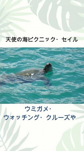 ハワイ人気オプショナルツアー 天使の海・ピクニックセイル