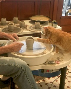 Cat is lending a paw in the newest pottery project😅 | Animal Lovers