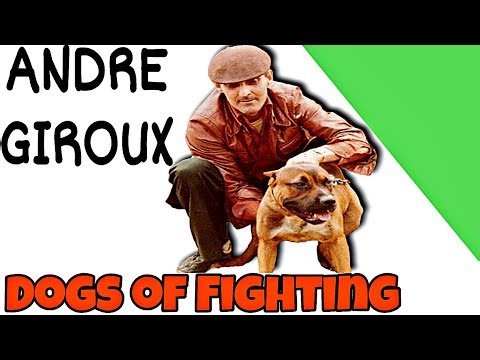 Andre Giroux - Creator of Fighting Dogs #apbt #pitbull