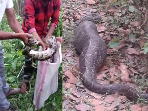 PICS: वन विभाग की टीम को जंगल में मिले इतने विशाल अजगर कि देख कर चकराए