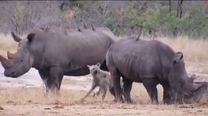 1.3M views · 184 shares | Hyenas Gang Up Against Hurt Rhino | The Couplets | Facebook