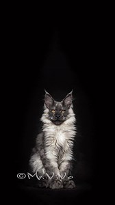 The evolution of Mr. ViVo | Mr. ViVo