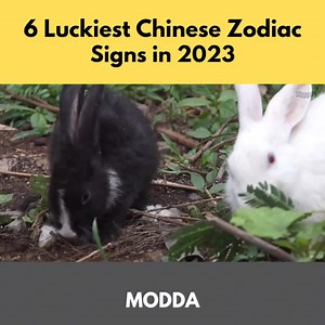 125K views · 2.9K reactions | 6 Luckiest Chinese Zodiac Signs in 2023 | Modda | Facebook