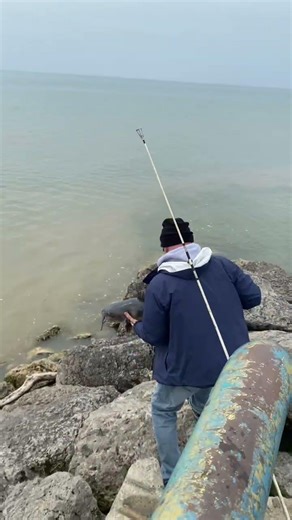 Catfish waves goodbye on the release! Pier fishing the Saginaw Bay!
