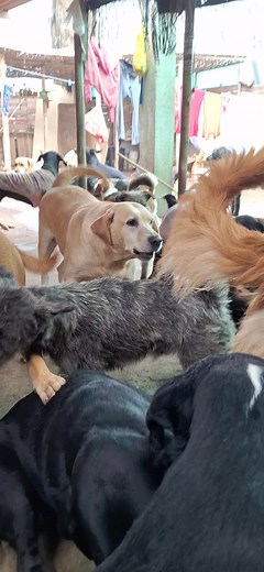 Los Peques del Refugio de Sky: Historias de Alegría