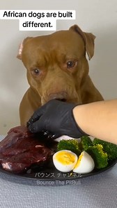 African dogs vs American dogs #dogs food #fyp | dogs